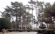 제15회 아름다운 숲, 해남 북일초 소나무숲 선정