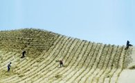 [과학을 읽다]녹색장성…중국 먼지 막을 수 있을까