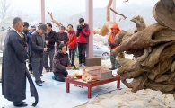‘600년 위용’ 뒤로하고 이별한 괴산 왕소나무