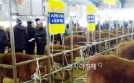 제4회 장흥 혈통한우 경매행사  '성료' 