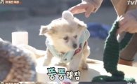 '삼시세끼' 최화정, 밍키에 '개 패딩' 선물…"프랑스 애한테 입힐 옷을?"