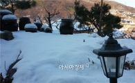 [과학을 읽다]눈(雪) 장난하는 새…왜?