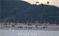천학(千鶴)을 품은 순천만, 천학 도래 기념 특별프로그램 운영