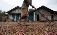 인도네시아 고급 커피 향, 해외로 퍼진다