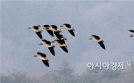 [포토]함평 상수원을 찾은 청둥오리 떼 