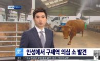 경기도 안성시,구제역 의심 소 발견…방역당국 조사 중