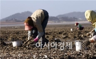 [포토]함평 돌머리해변 자연산 석화 채취한창