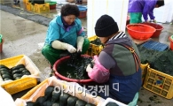 [포토]푸른빛, 그윽한 향 장흥매생이 드세요