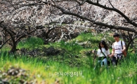 봄 알리는 '매화'의 꽃말…'의로운 선비정신'과 '여인의 절개'
