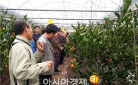 광양시, 아열대과수 재배단지 육성 시범사업 결실 보인다