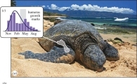 [과학을 읽다]바다거북과 해변…따뜻함의 역설