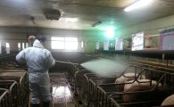  ‘구제역 발생’ 위기단계 격상… 해당 농장 돼지 전부 살처분