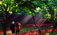 영광 불갑산상사화 축제 2015년 전라남도 대표축제 선정