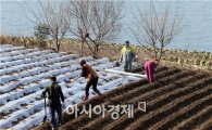 [포토]봄맞이 하는 농부들