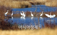 순천만정원, 인공습지가 자연습지로~ 