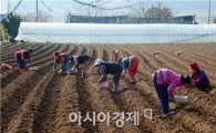 [포토]남도들녘에서 봄맞이하는 아낙네들
