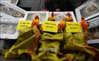 [포토]불법적인 AI '생매장 살처분' 중단