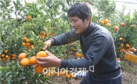 [포토]당도높은 천혜향 드세요