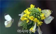 [포토]봄을 재촉하는 배추흰나비