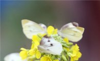 [포토]봄을 알리는 나비