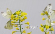 [포토]화려한 군무로 봄을 맞이하는 나비