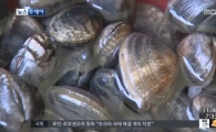 바지락 효능, 다이어트·빈혈에 효과…"지금이 제철"