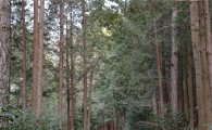 이낙연 전남도지사, 국내 최대 조림 성공지 ‘초당림’  방문