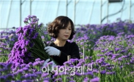 [포토]강추위속에  봄맞이 하는 남도