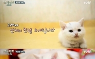 '삼시세끼' 새로운 마스코트 등장, 아기 고양이 '벌이' …"너무 귀여워"