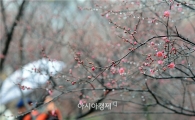 [포토]화사하게 핀 홍매화 마중하는 나들이객들