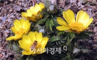 [포토]얼굴 내민 샛노란 복수초