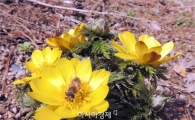 [포토]봄맞이하는 복수초와 꿀벌