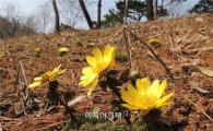 [포토]봄의 전령사 "복수초" 만개