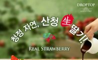 드롭탑 “청정자연에서 태어난 생(生) 딸기 맛보세요”