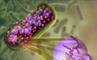 박테리아 염색체, 천배 작은 세포안에 들어가는 원리 규명