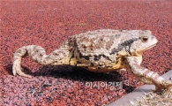 [포토]봄나들이 나선 두꺼비