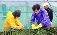 김성 장흥군수, 매생이 수확 삶의 현장 체험 나서