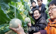[포토]수확 앞둔 '멜론' 살펴보는 이낙연 전남도지사