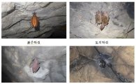 '황금박쥐' 치악산 폐광서 19년 만에 발견
