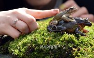 [포토]경칩 하루 앞두고…포접 중인 개구리들