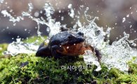 [포토]물 맞는 개구리…경칩 하루 앞두고
