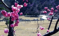 남도 꽃구경 어디로 떠날까?