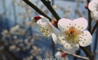 보해양조, 해남 매실농원 '제5회 땅끝매화축제' 개최