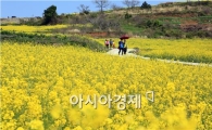 완도 청산도로 오세요~봄의 메시지 전달 준비 박차