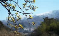 완연한 봄 날씨, 서울 16도까지 올라 '포근'…비는 언제?