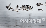 [포토]봄 날갯짓 펴는  혹부리오리 떼