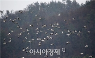 [포토]비상하는 혹부리오리 떼