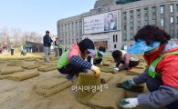 [포토]봄맞이 서울광장 잔디 식재 한창