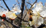 [포토]꿀 따는  꿀벌