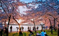 워싱턴 벚꽃축제 20일 개막…100년 전 역사 상기